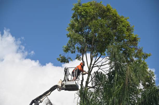 Lawn Renovation and Restoration in Augusta, WI